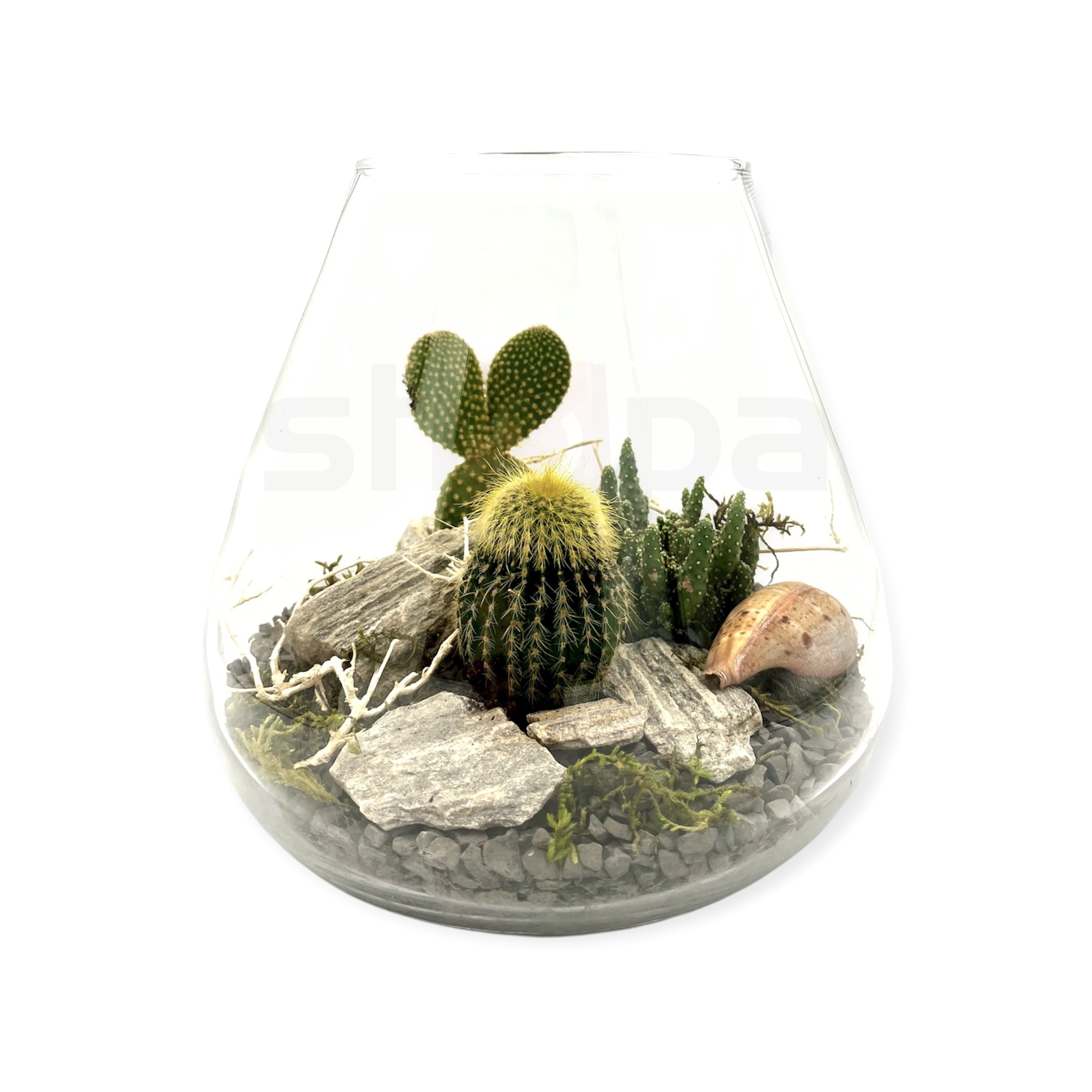 Kaktusy a sukulenty ve skle